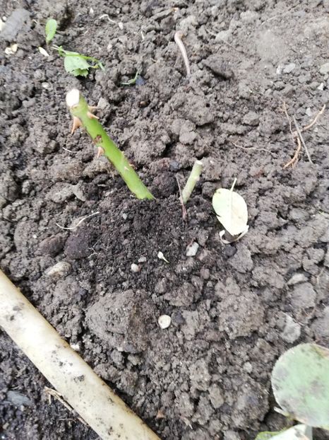  - Ultimele achizitii