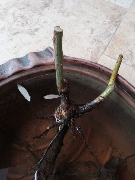  - Ultimele achizitii