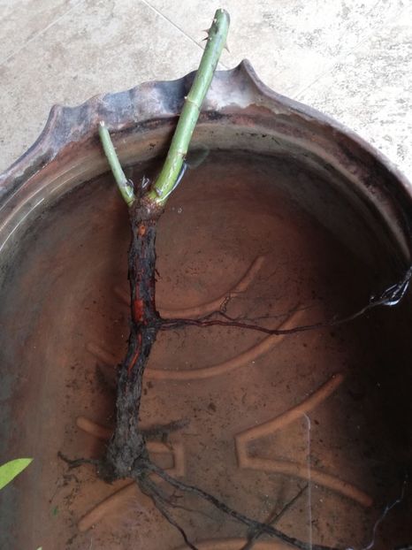  - Ultimele achizitii