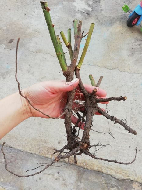 Rotkapchen si Gebruder Grimm - Ultimele achizitii