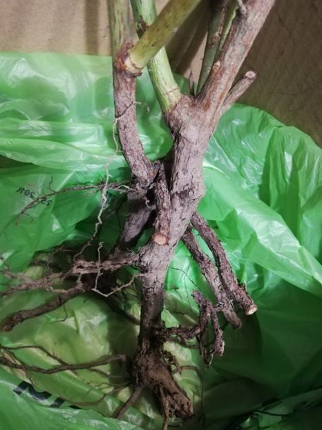 Multumesc Diana C - Ultimele achizitii