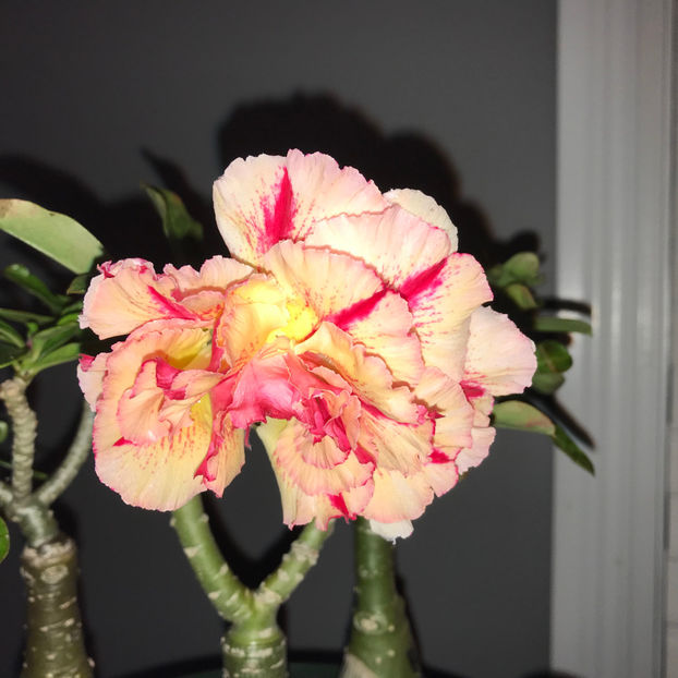  - 2018 Plante de interior