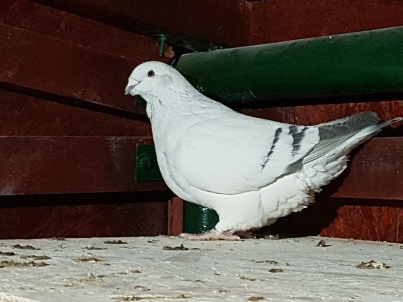 F-2015-2245 - 0-VRdF-de vanzare-2019