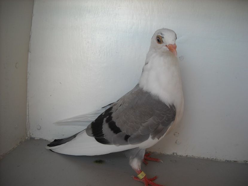  - PORUMBEI CARE MI AU APARTINUT