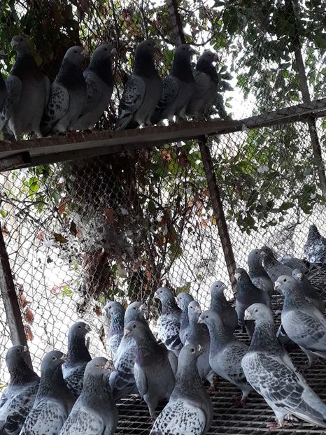 Porumbei Standard 2019 - 2019 Porumbei Standard Guți