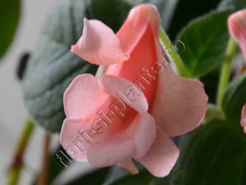 Sinningia HCY's Ocean Sunfish 8. - GLOXINIA _ SINNINGIA 2