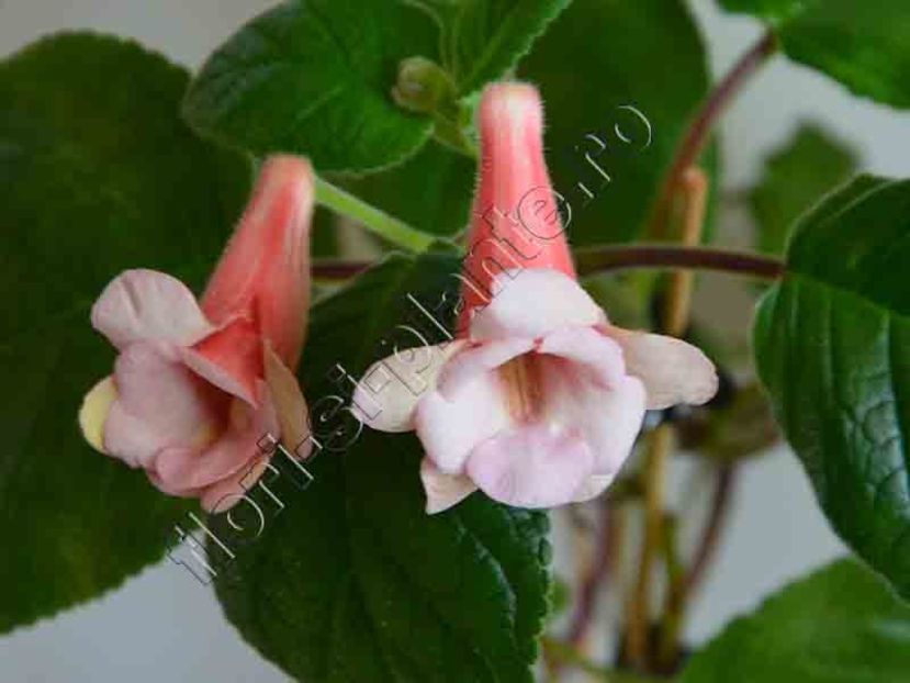 Sinningia HCY's Ocean Sunfish 5. - GLOXINIA _ SINNINGIA 2