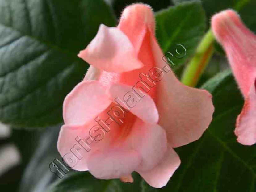 Sinningia HCY's Ocean Sunfish 9. - GLOXINIA _ SINNINGIA 2