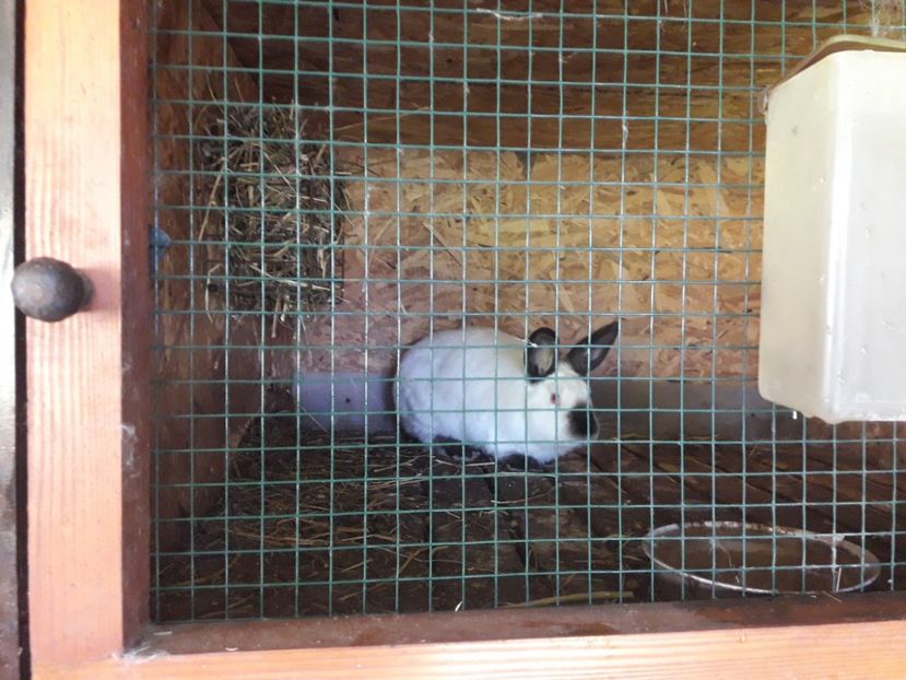  - A-IEPURI CALIFORNIENI