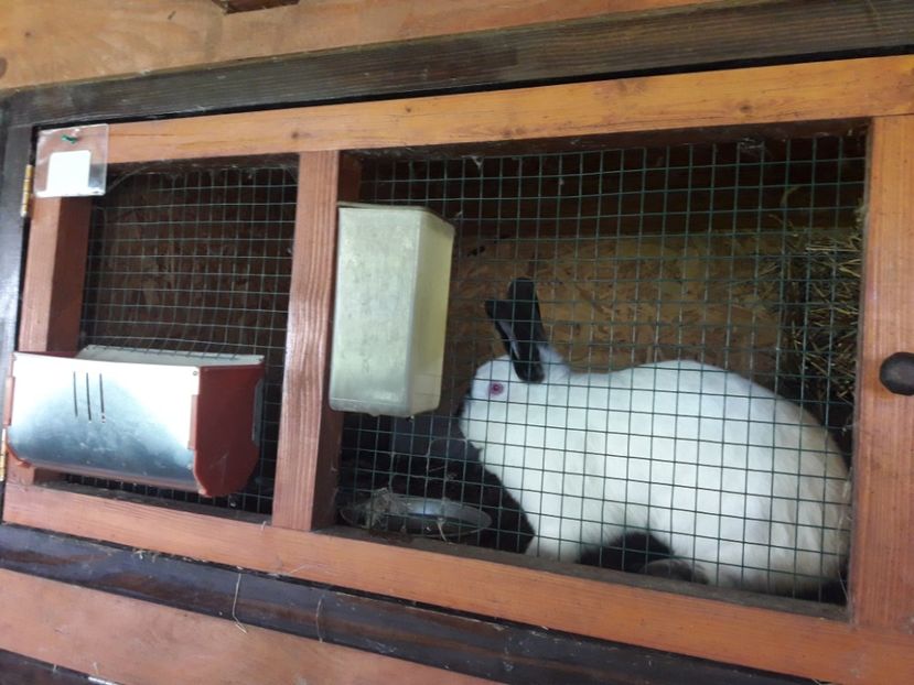  - A-IEPURI CALIFORNIENI