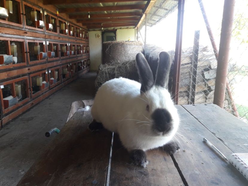  - A-IEPURI CALIFORNIENI