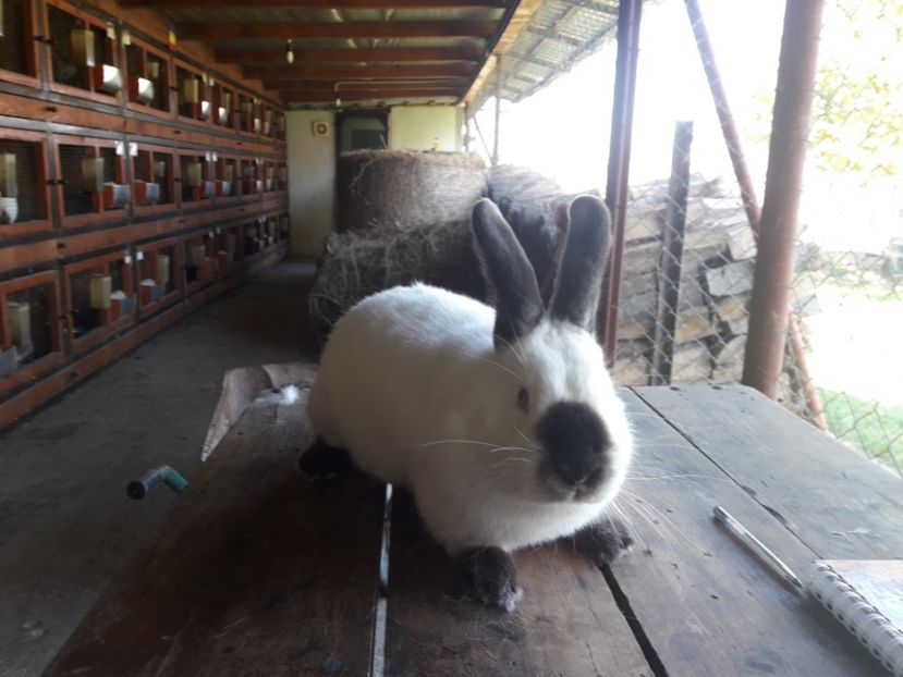  - A-IEPURI CALIFORNIENI