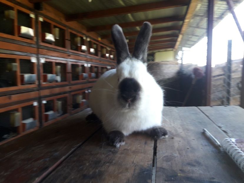  - A-IEPURI CALIFORNIENI