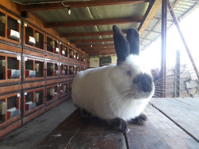  - A-IEPURI CALIFORNIENI