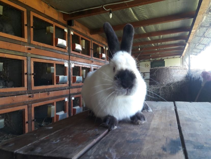  - A-IEPURI CALIFORNIENI