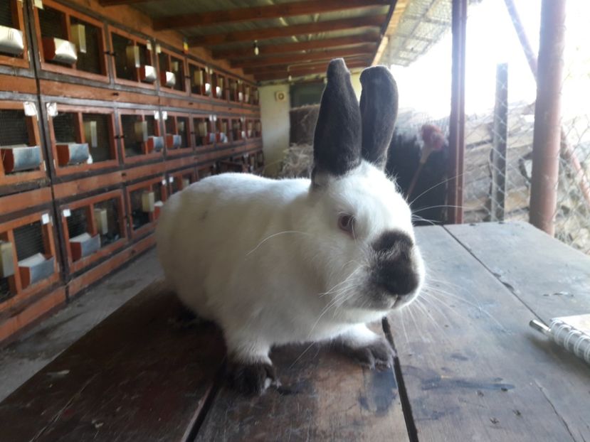  - A-IEPURI CALIFORNIENI