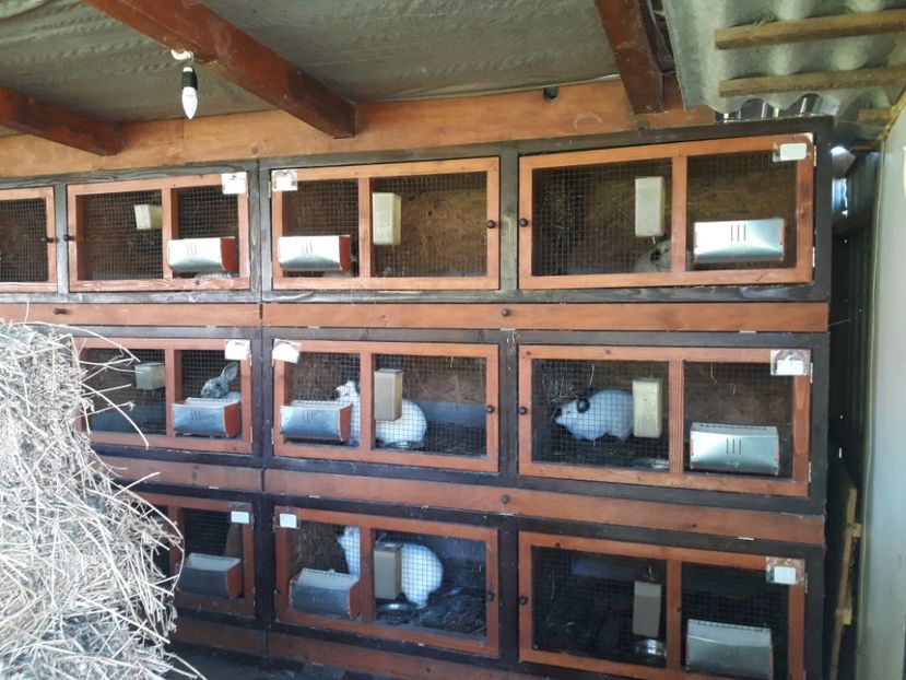 12.10.2018. - ADAPOST IEPURI 2016