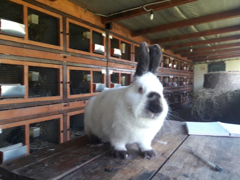  - ADAPOST IEPURI 2016