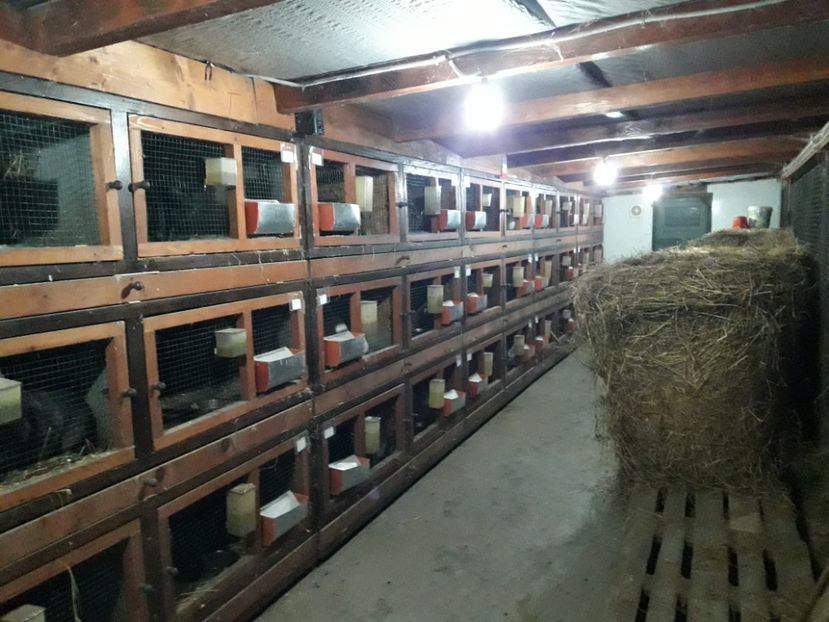  - ADAPOST IEPURI 2016