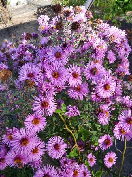  - 2018 - 03 - Toamna