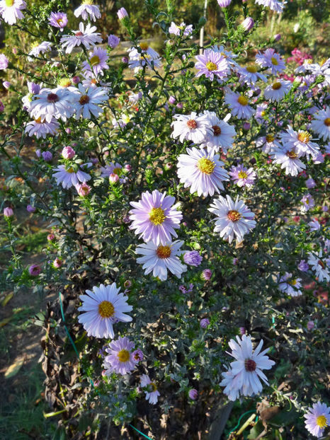  - 2018 - 03 - Toamna