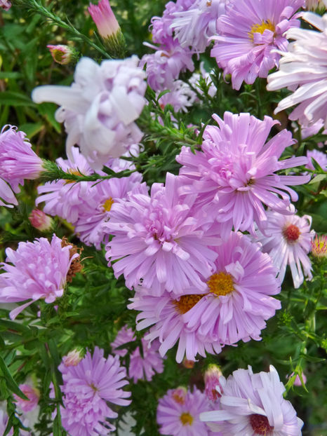  - 2018 - 03 - Toamna