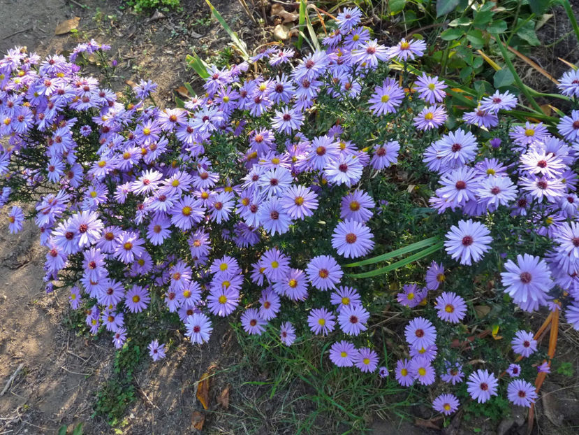  - 2018 - 03 - Toamna