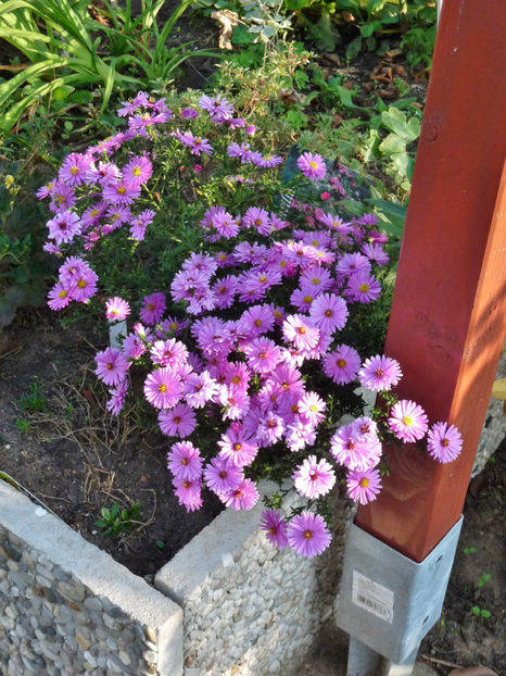  - 2018 - 03 - Toamna