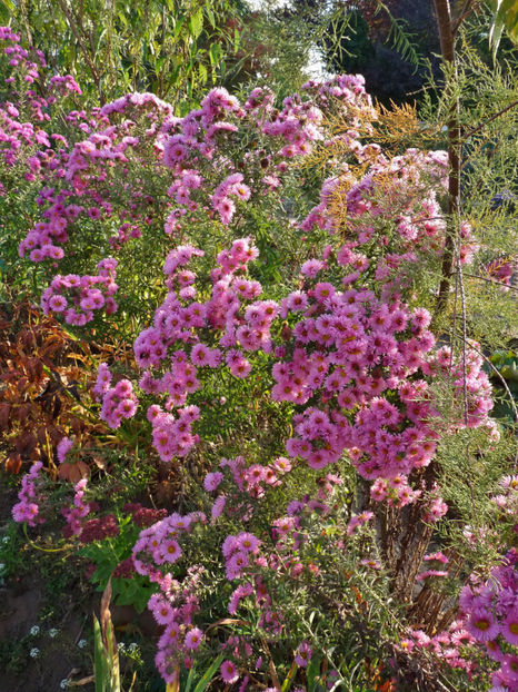  - 2018 - 03 - Toamna