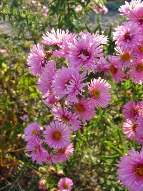  - 2018 - 03 - Toamna