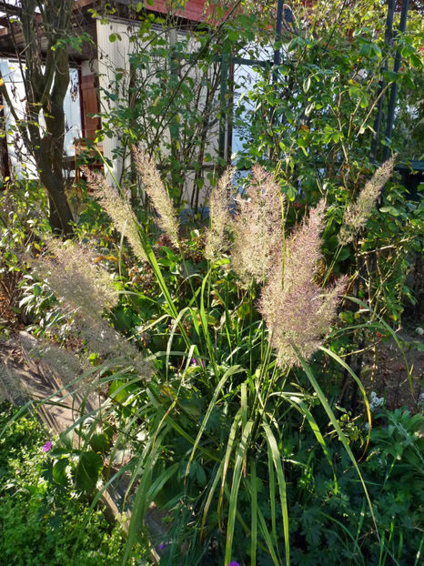  - 2018 - 03 - Toamna