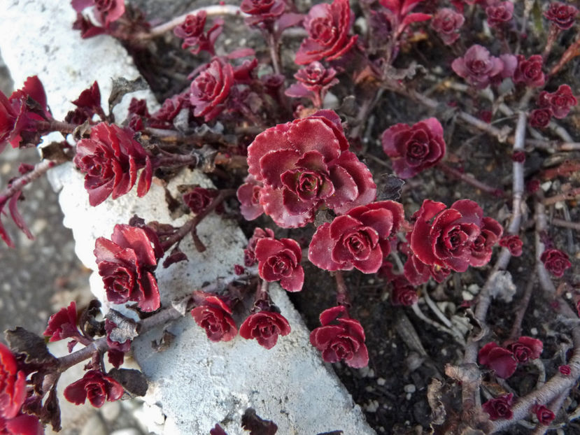  - 2018 - 03 - Toamna