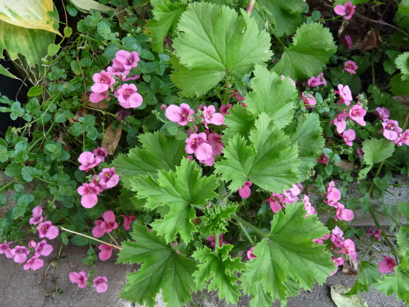  - 2018 - 03 - Toamna