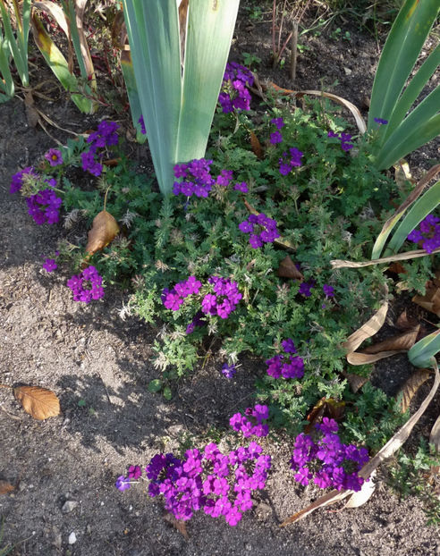  - 2018 - 03 - Toamna