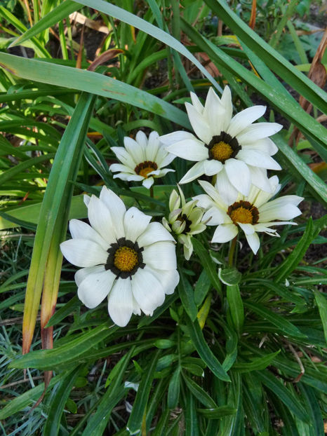  - 2018 - 03 - Toamna