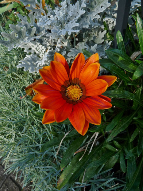  - 2018 - 03 - Toamna