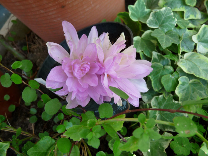  - 2018 - 03 - Toamna