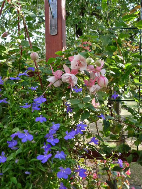  - 2018 - 03 - Toamna