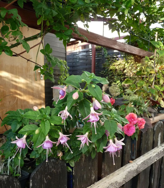  - 2018 - 03 - Toamna