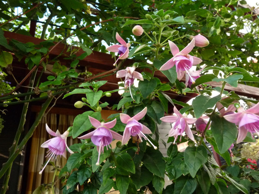  - 2018 - 03 - Toamna