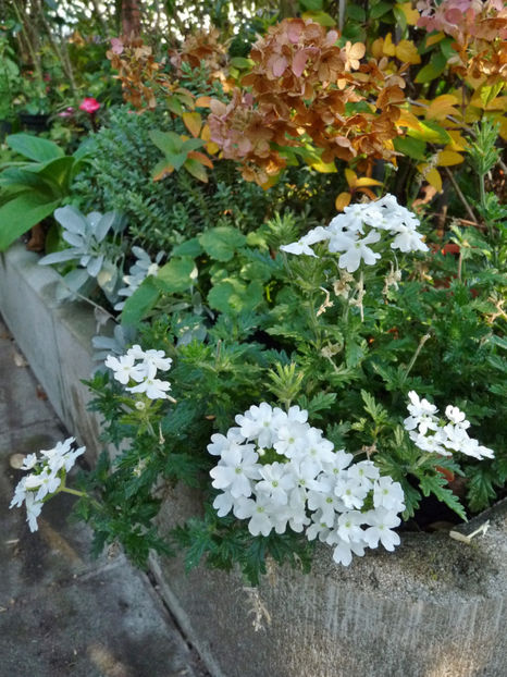  - 2018 - 03 - Toamna