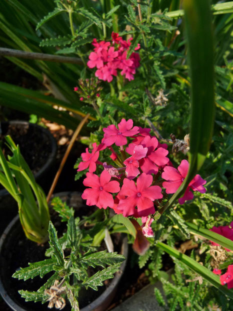  - 2018 - 03 - Toamna