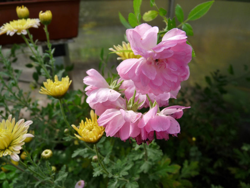  - 2018 - 03 - Toamna