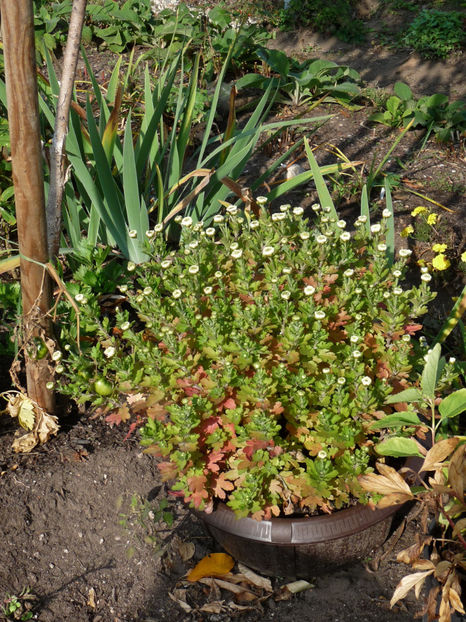  - 2018 - 03 - Toamna