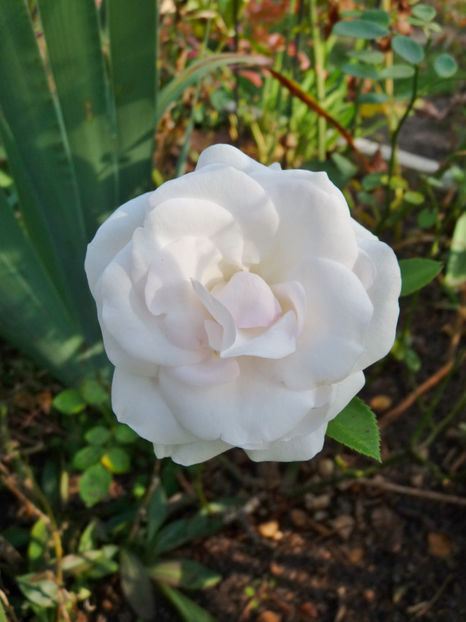  - 2018 - 03 - Toamna