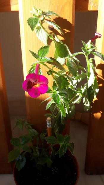  - R19 - Claret - renuntat