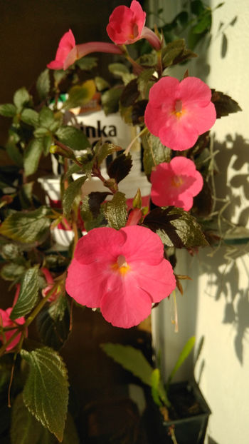 Achimenes Tarantella - Achimenes 2018