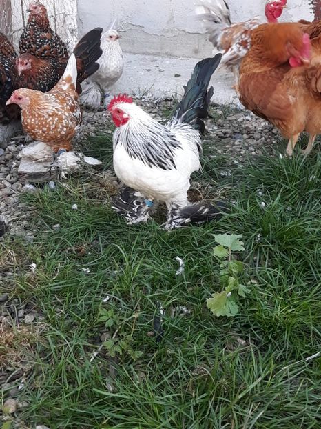  - Pui de gaina 2018