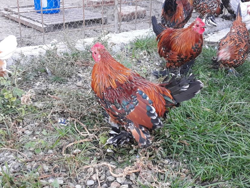  - Pui de gaina 2018