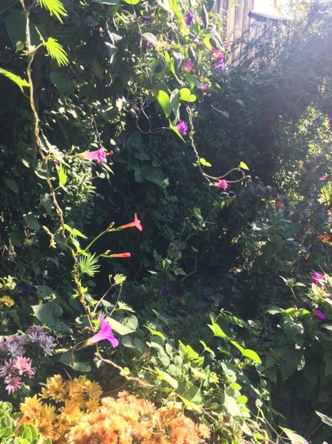 A8855E8F-C948-405A-88B9-0ACF0673C4EF - Octombrie